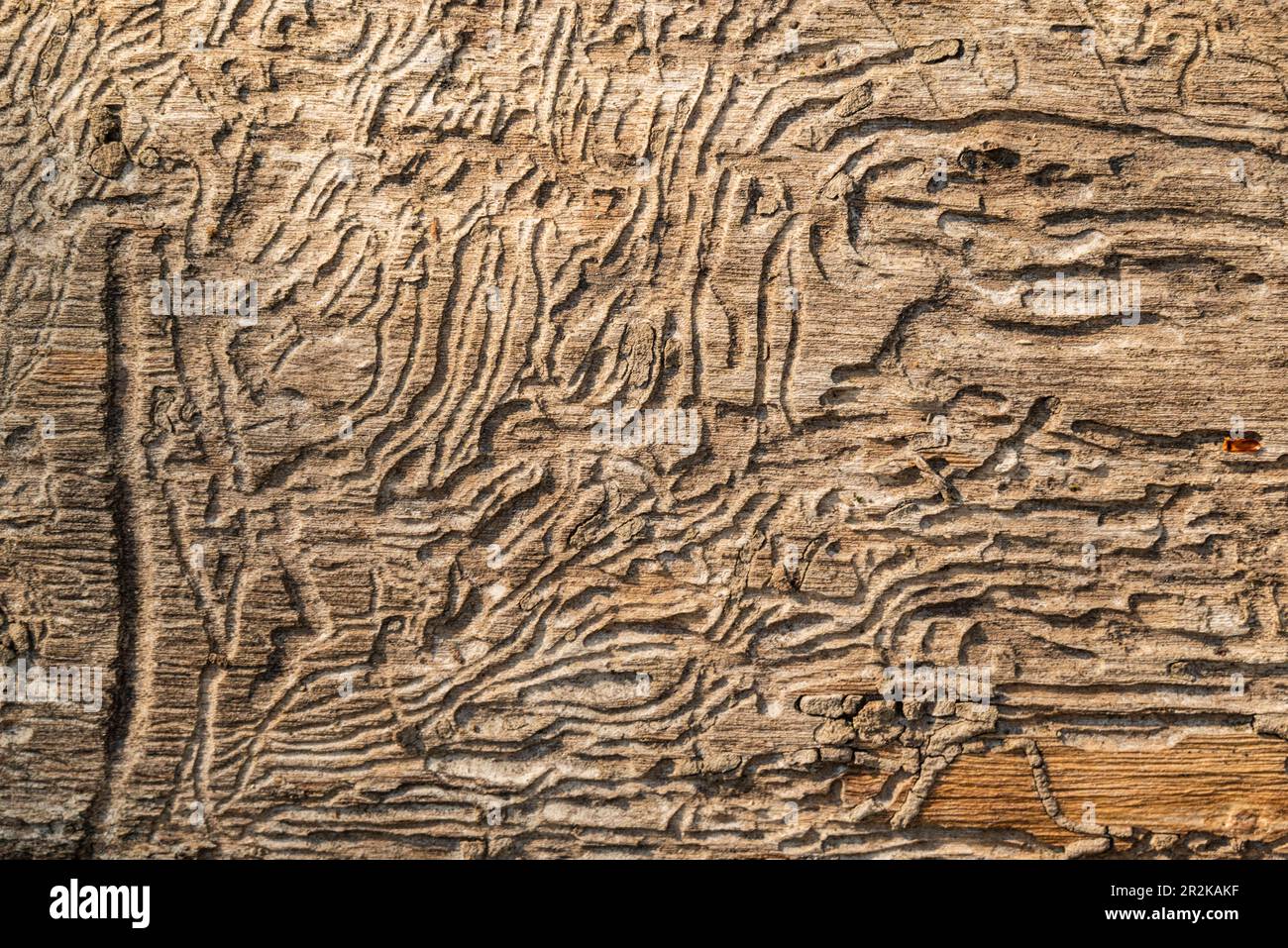 Spuren von Holzwürmern unter der Rinde eines alten Baumstamms Stockfoto