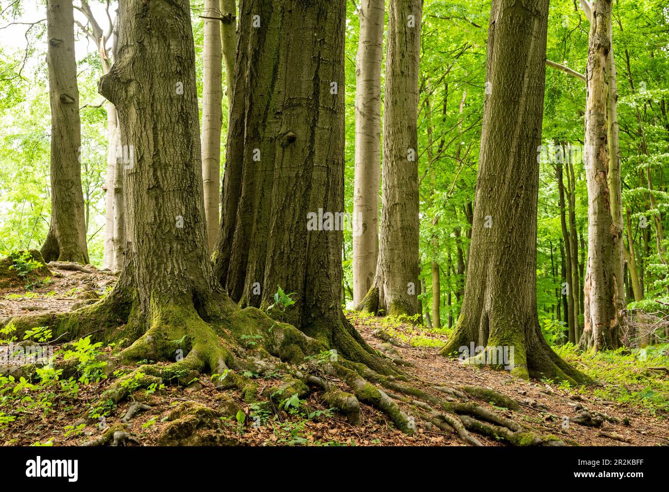 Stämme und Wurzeln riesiger alter Buchenbäume in einem Frühlingswald, Ith Ridge, Weserbergland, Deutschland Stockfoto