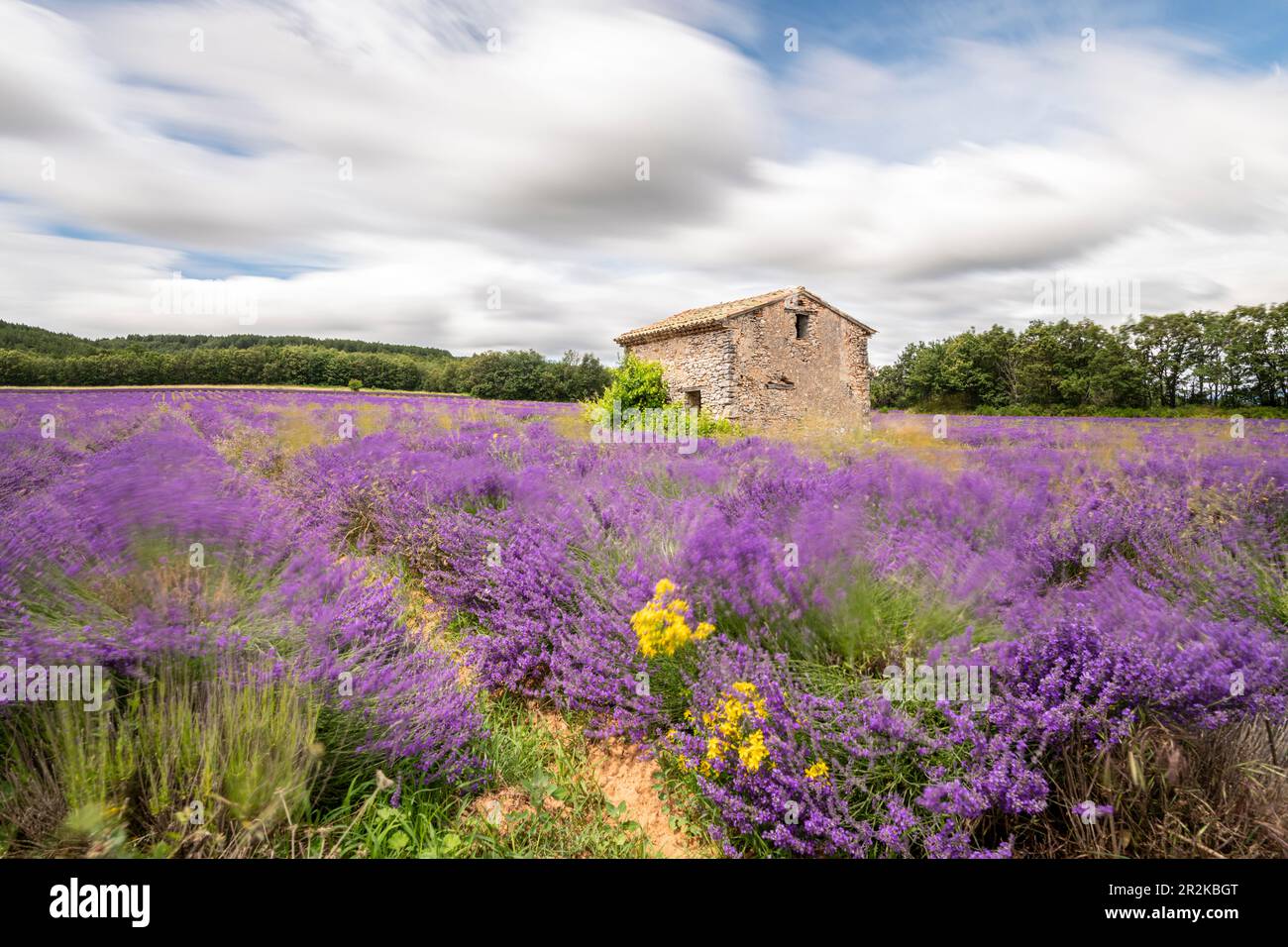 Lavendelfelder blühen auf dem Valensole-Hochplateau mit traditionellen, typischen Steinbauten Stockfoto