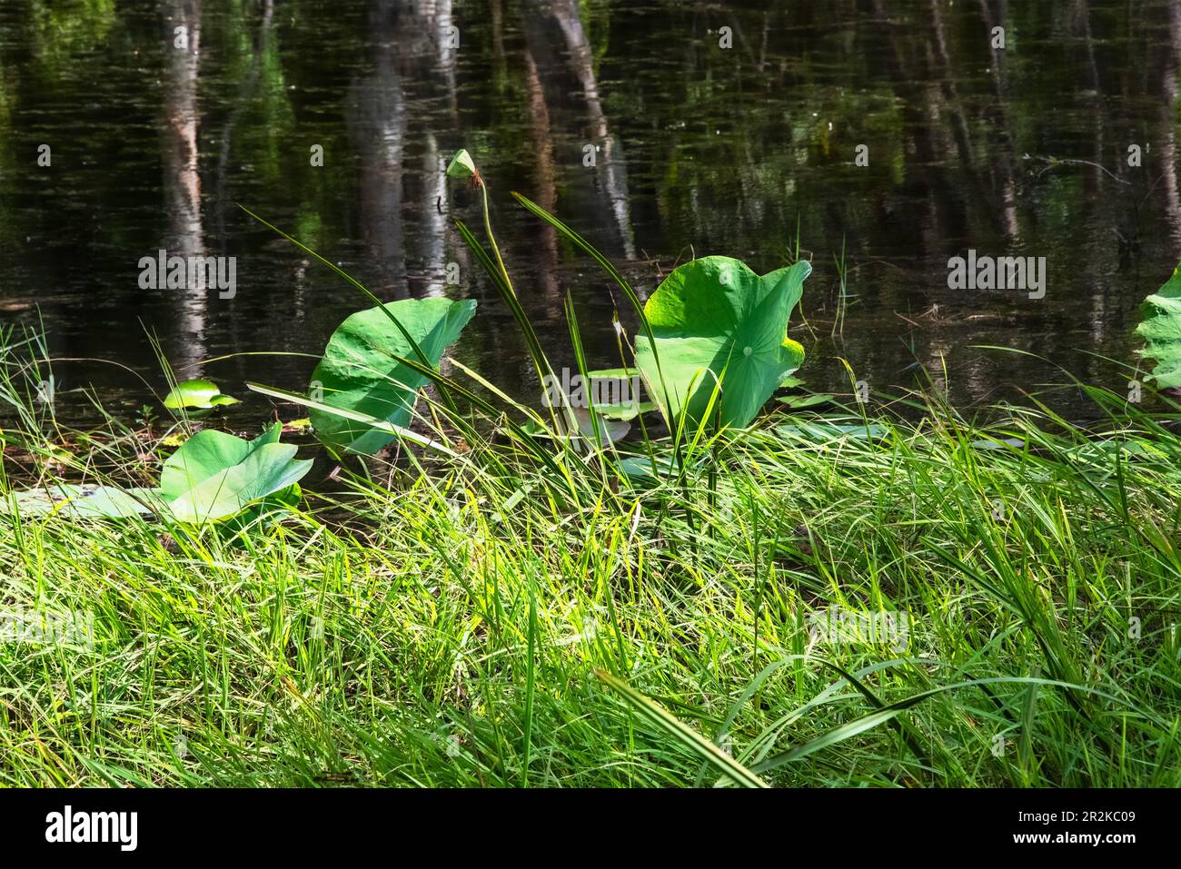 Lotus geht in ein Feuchtgebiet. Lotus geht in ein Feuchtgebiet mit Wasser und Reflexionen von Bäumen im Hintergrund. Stockfoto