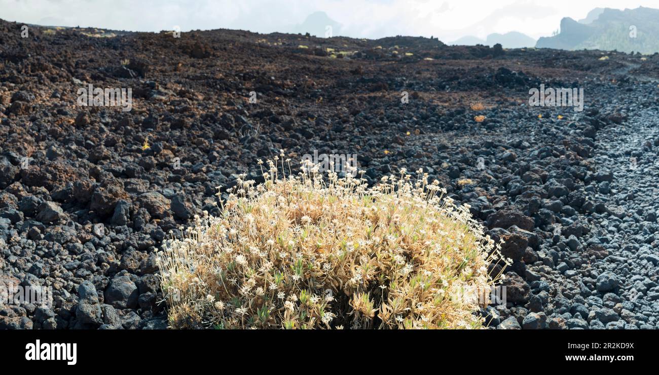 Teide Broom (Cytisus supranubius), Teide-Nationalpark, Teneriffa, Kanarische Inseln, Spanien, Europa Stockfoto