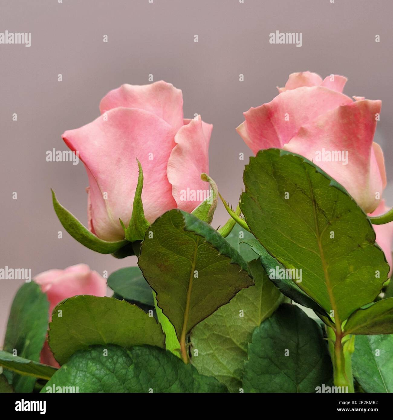 Aus nächster Nähe fotografierte man wunderschöne Knospen von rosa Rosen. Foto von unten aufgenommen. Foto ohne Verarbeitung, natürliches Foto Stockfoto