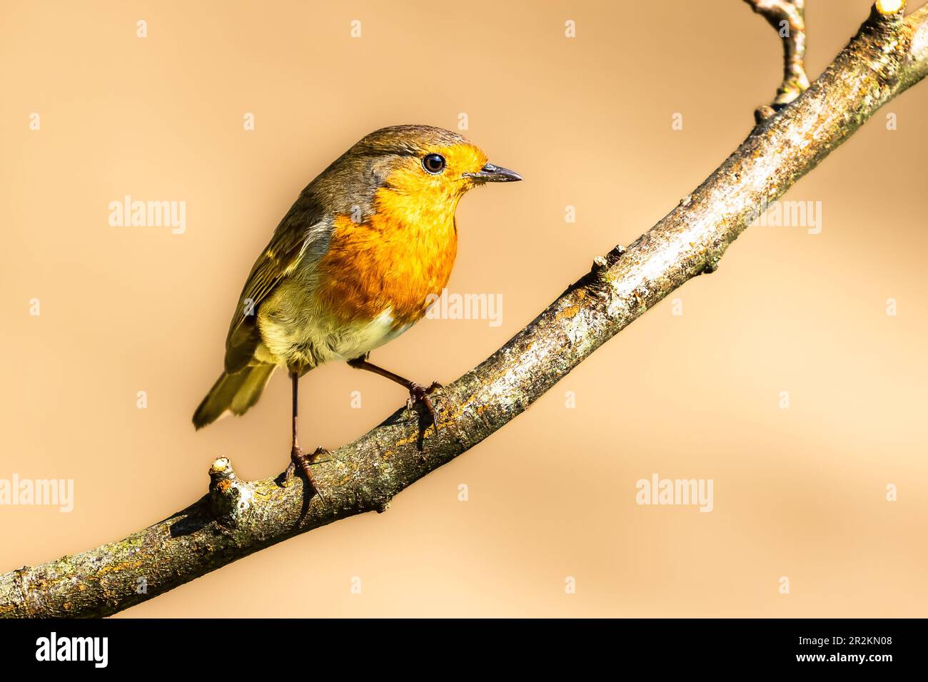 Eine Nahaufnahme eines einzelnen Rotkehlchens saß auf einem Ast Stockfoto