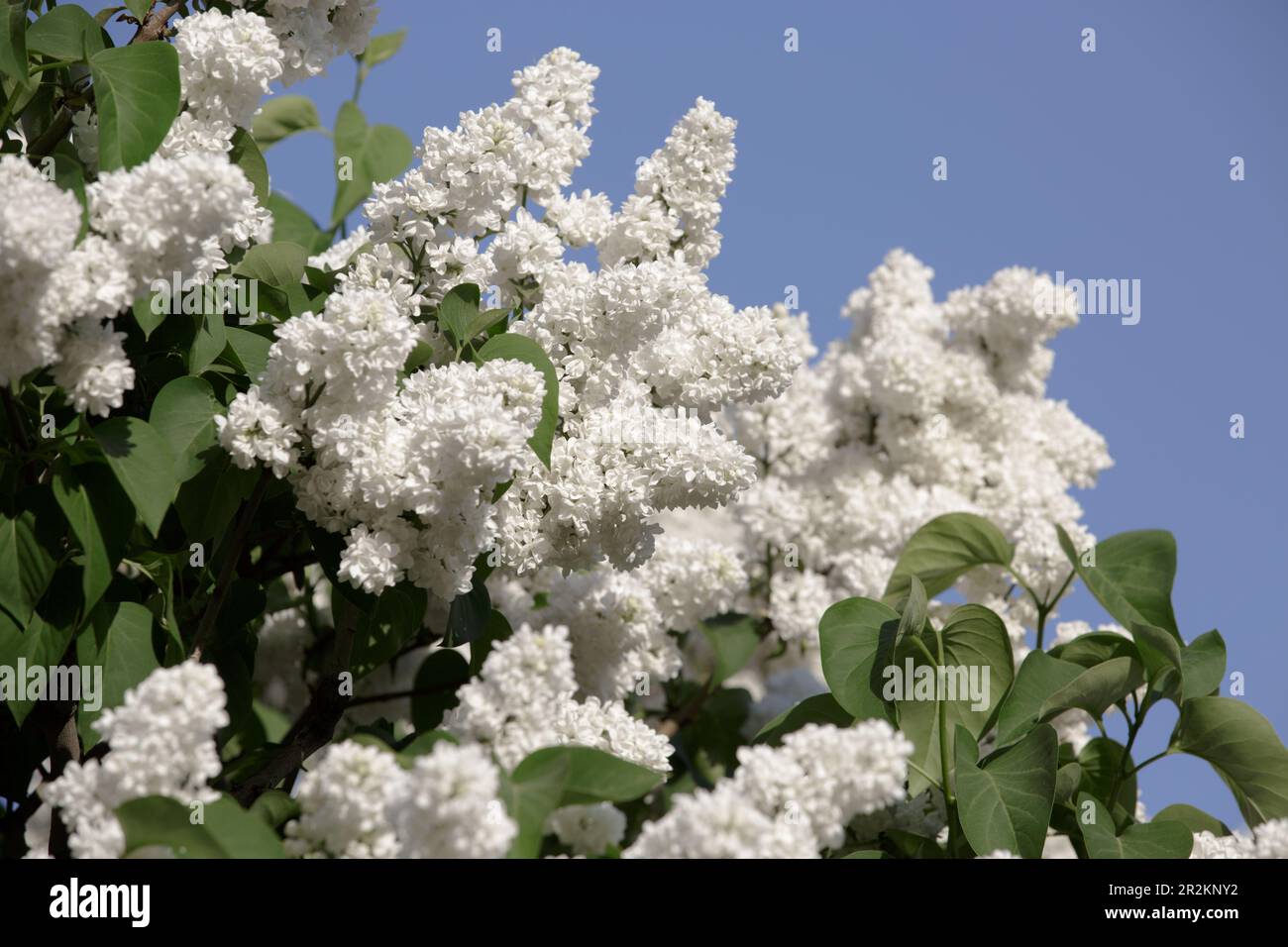 Busch von weißem Flieder. Wunderschöne weiße Blumen auf blauem Himmelshintergrund. Zweig flieder Zweige. Weiße Flieder blühen mit wunderschönen Blumen Stockfoto