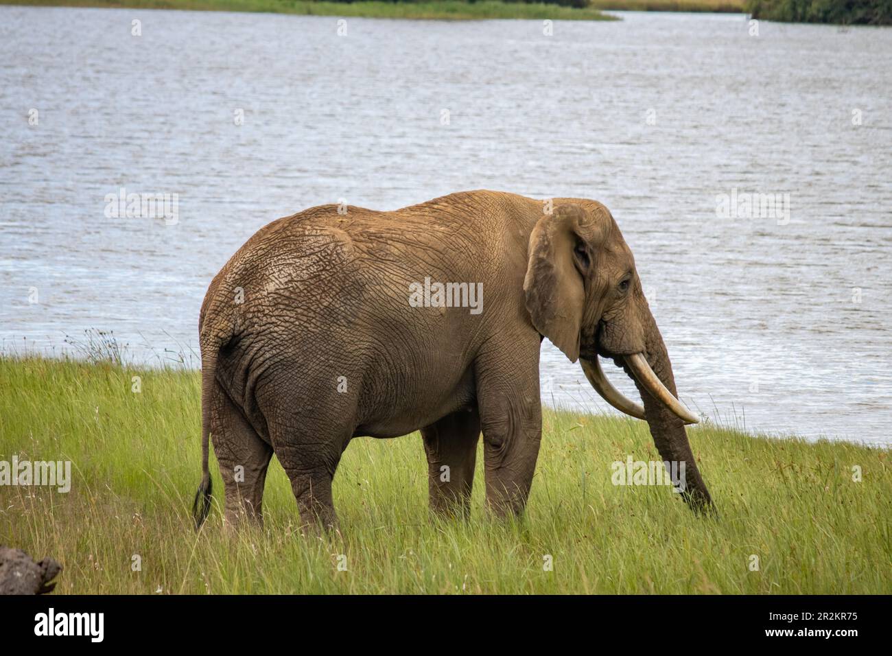 Elefantenspaziergang am kleinen See im Imire-Nationalpark, Simbabwe Stockfoto