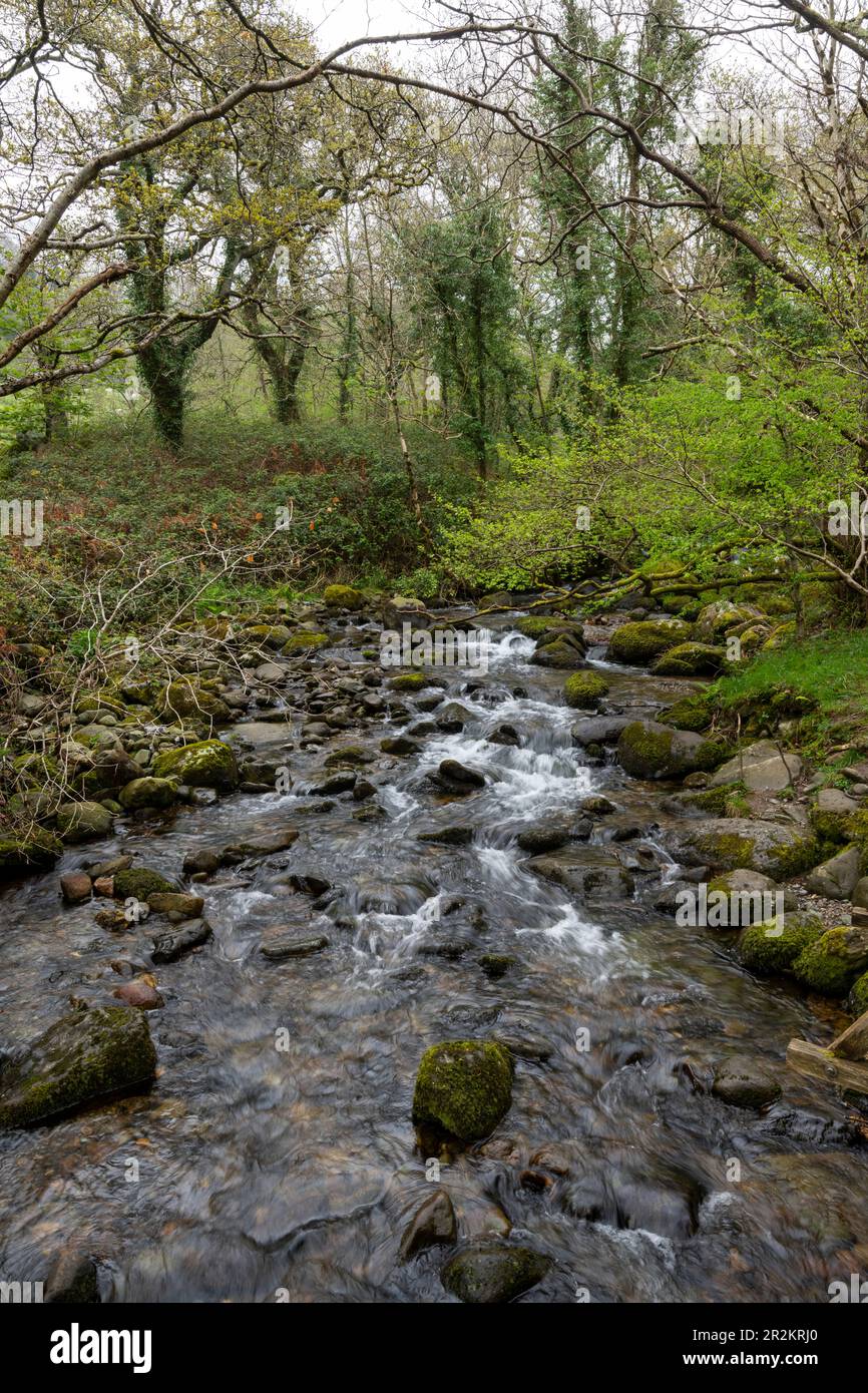 Felsbach im Wald am Anfang des Fußwegs zu den Aber Falls in Gwynedd, North Wales. Stockfoto