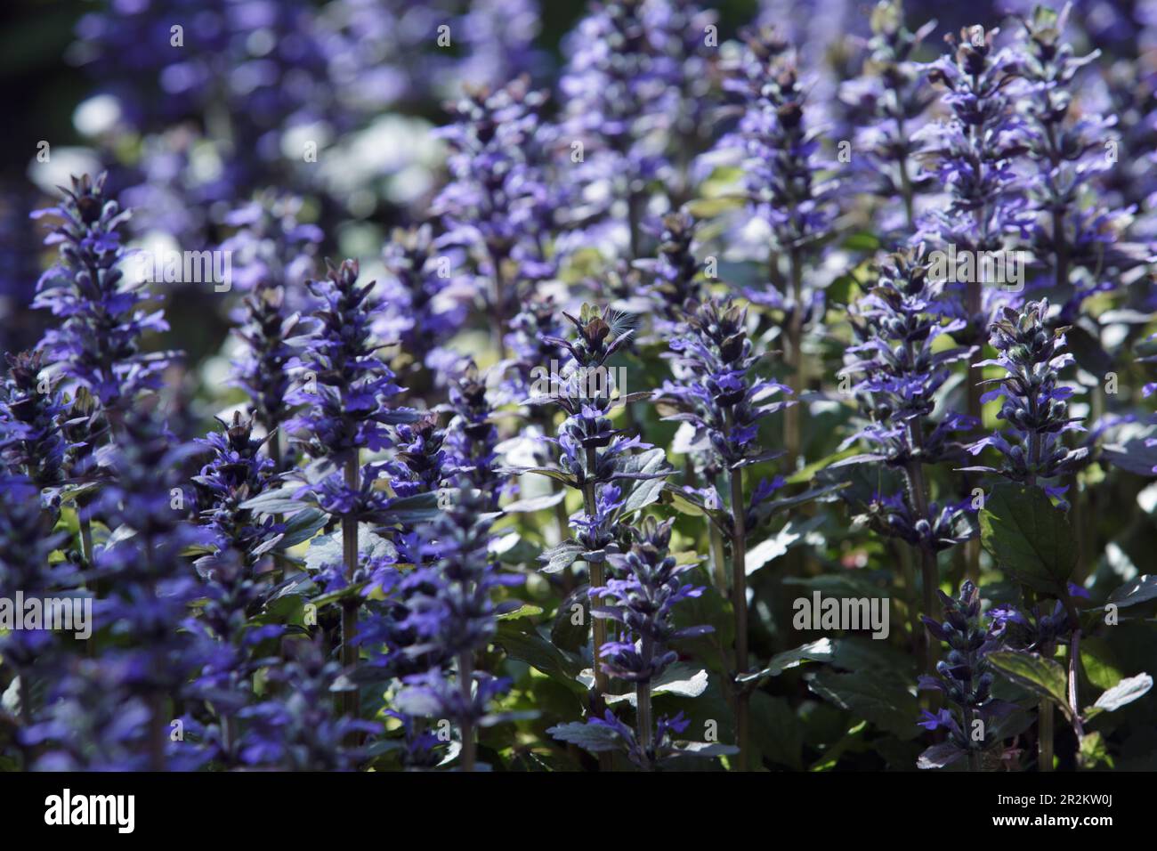 Ajuga-Reptane oder Horn, Käfer, blaues Horn. Blaue Blumen schließen sich Stockfoto