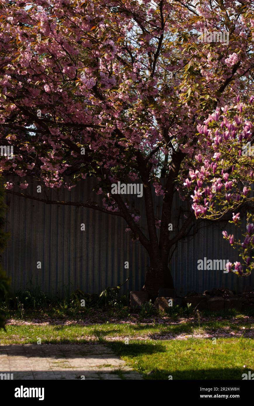 Blick auf rosa Sakura im Garten nahe Zaun im Morgenlicht Stockfoto