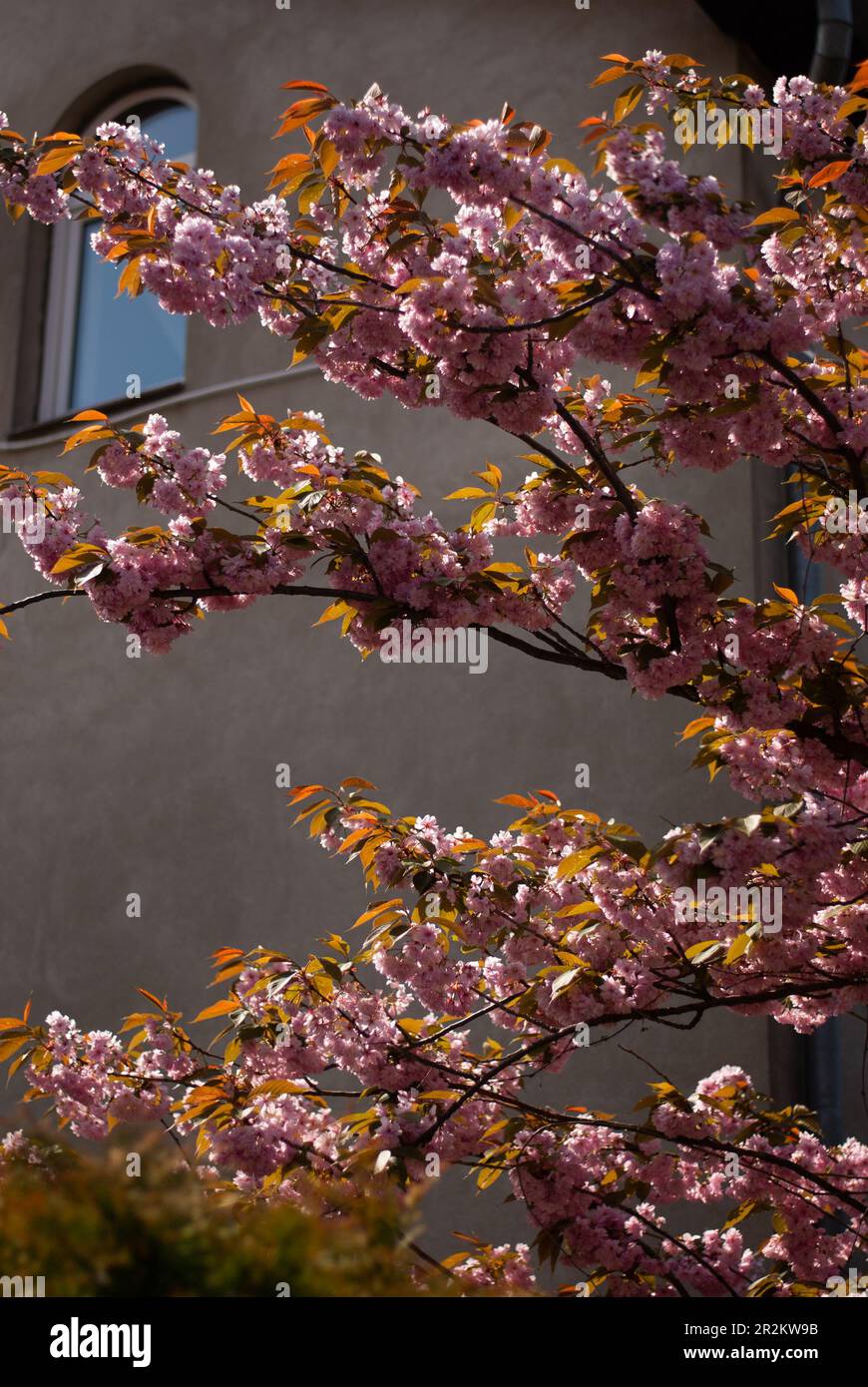 Blick auf rosa Sakura im Garten nahe Zaun im Sonnenlicht Stockfoto