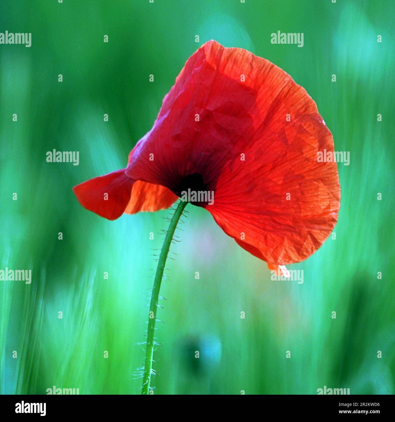 Poppy Field ist in der Mitte eines Feldes mit grünem Weizen Stockfoto