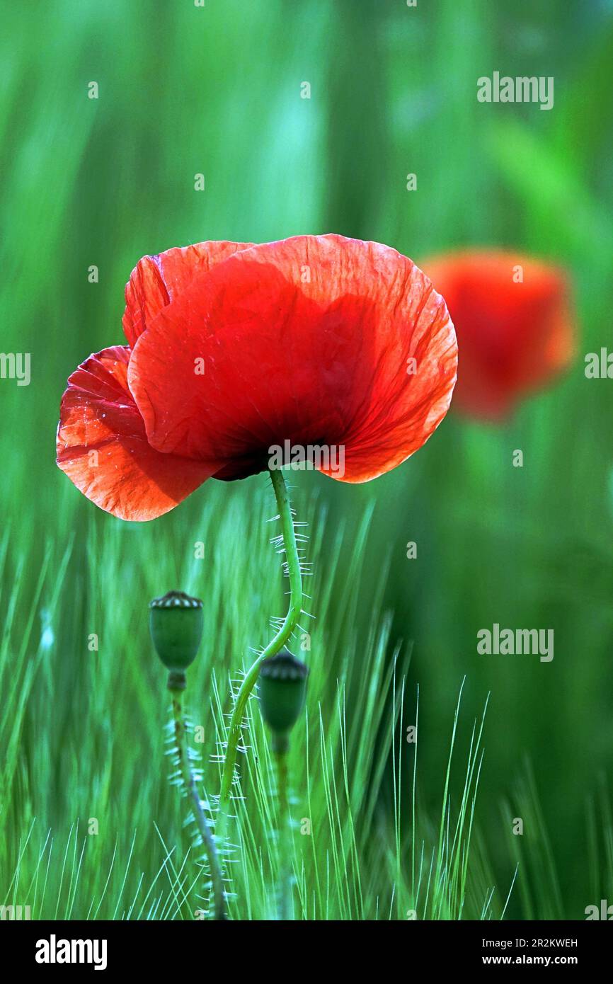 Poppy Field ist in der Mitte eines Feldes mit grünem Weizen Stockfoto