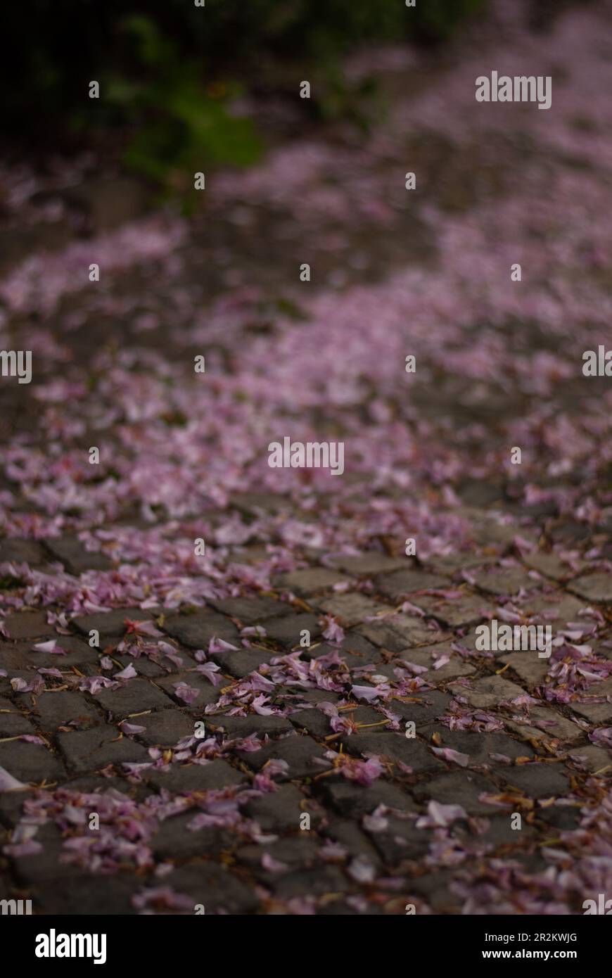 Rosa Blüten von Sakurabäumen auf der Straße in der Stadt im Frühling Stockfoto