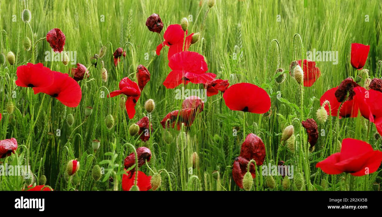 Poppy Field ist in der Mitte eines Feldes mit grünem Weizen Stockfoto