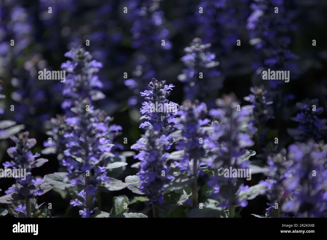 Ajuga reptans oder bugle, Bugleweed, Blue bugle. Blaue Blumen Nahaufnahme Stockfoto
