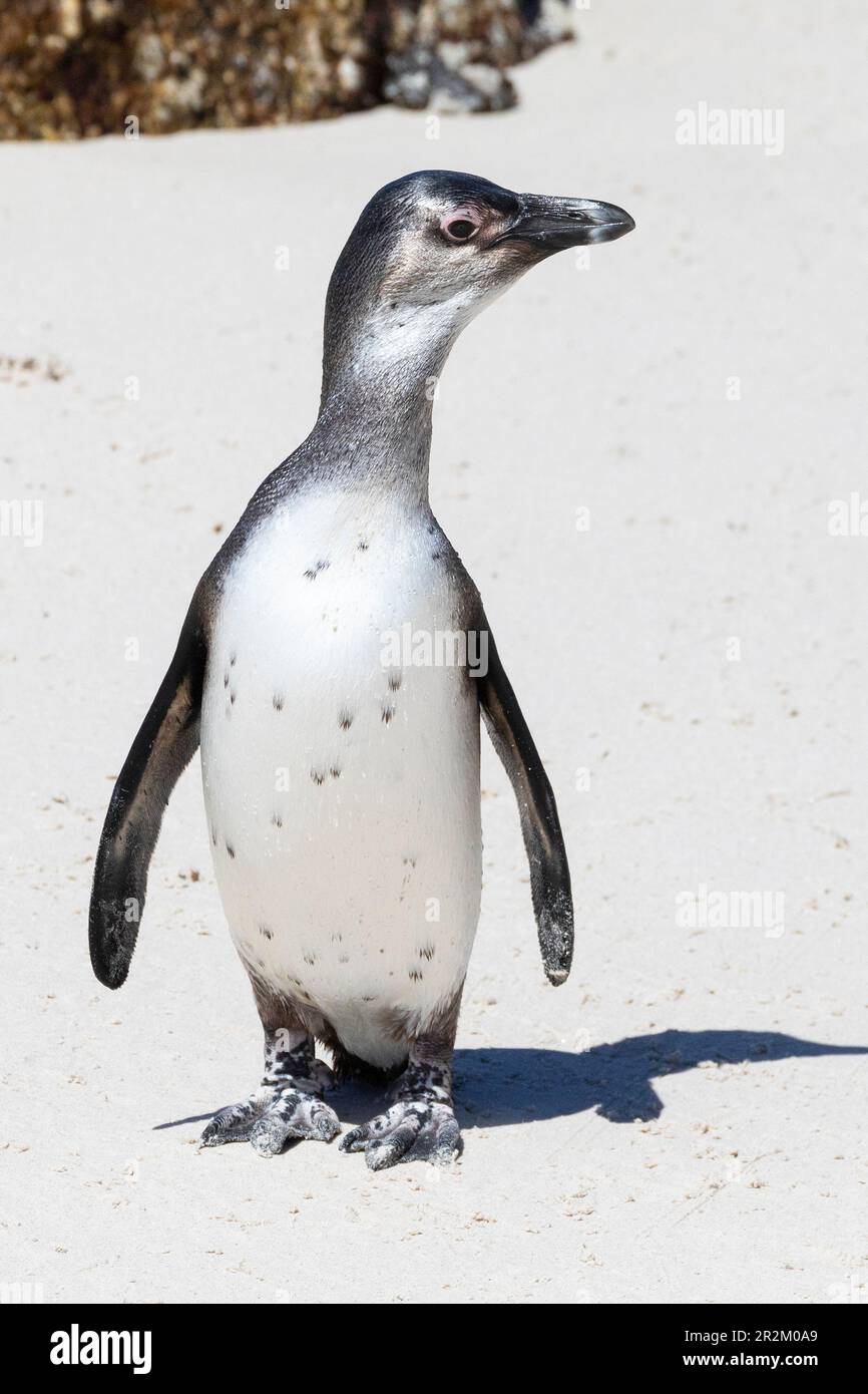 Juveniler afrikanischer Pinguin (Spheniscus demersus) in der "blauen" Phase, Simonstown, Westkap, Südafrika. IUCN-Rot als gefährdet, Population Stockfoto