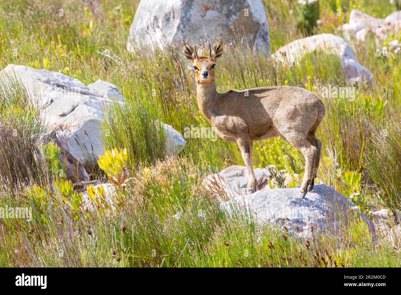 Alarmieren Sie den männlichen Klipspringer (Oreotragus oreotragus) im felsigen Fynbos Habitat Rooi Els, Westkap, Südafrika. Der Klipspringer hat einen dicken, Stockfoto