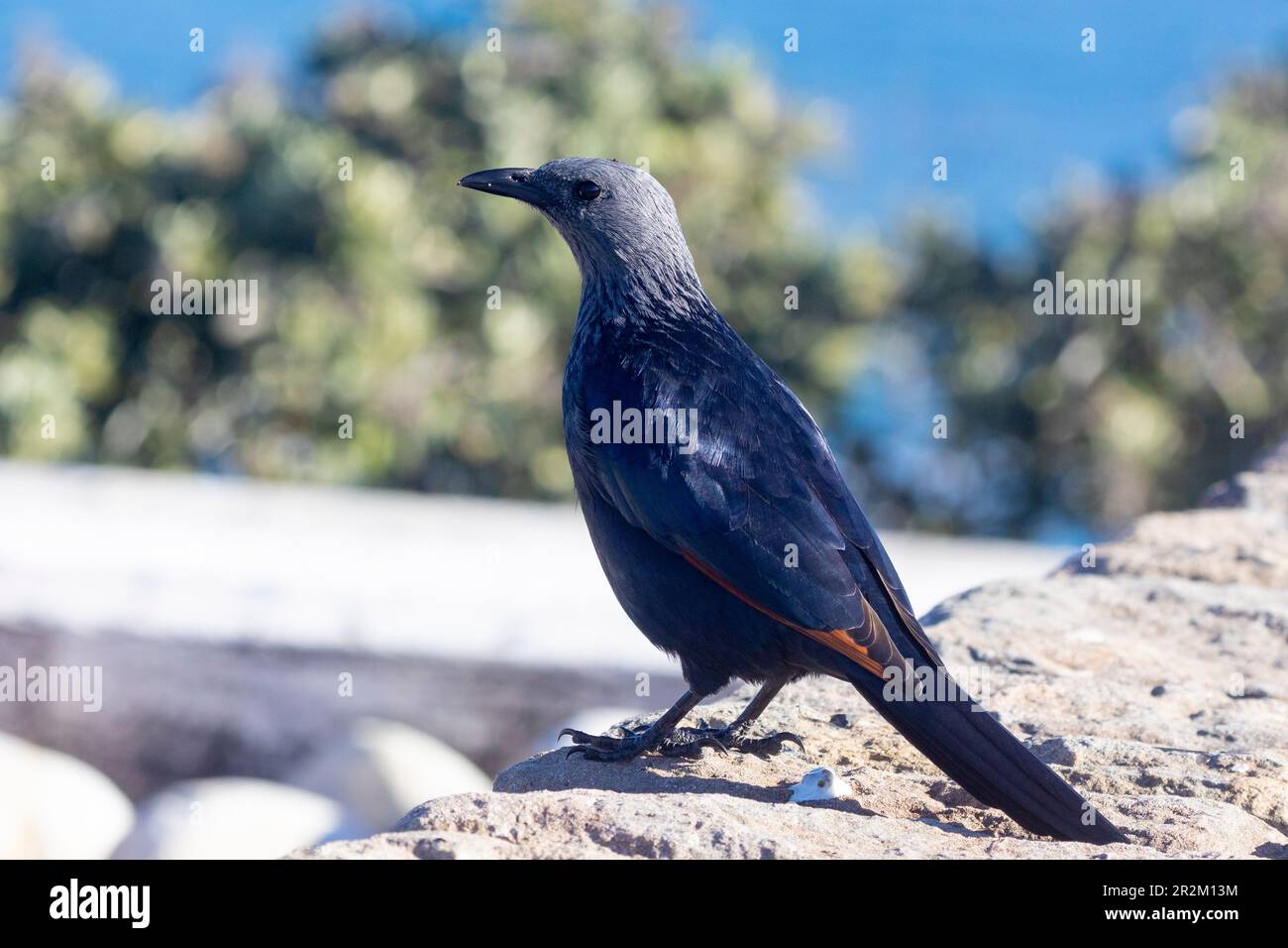 Rotflügel-Starling (Onychognathus morio), weiblich, Westkap, Südafrika. Dieser Vogel hat sich gut an die Nutzung städtischer Räume angepasst. Stockfoto