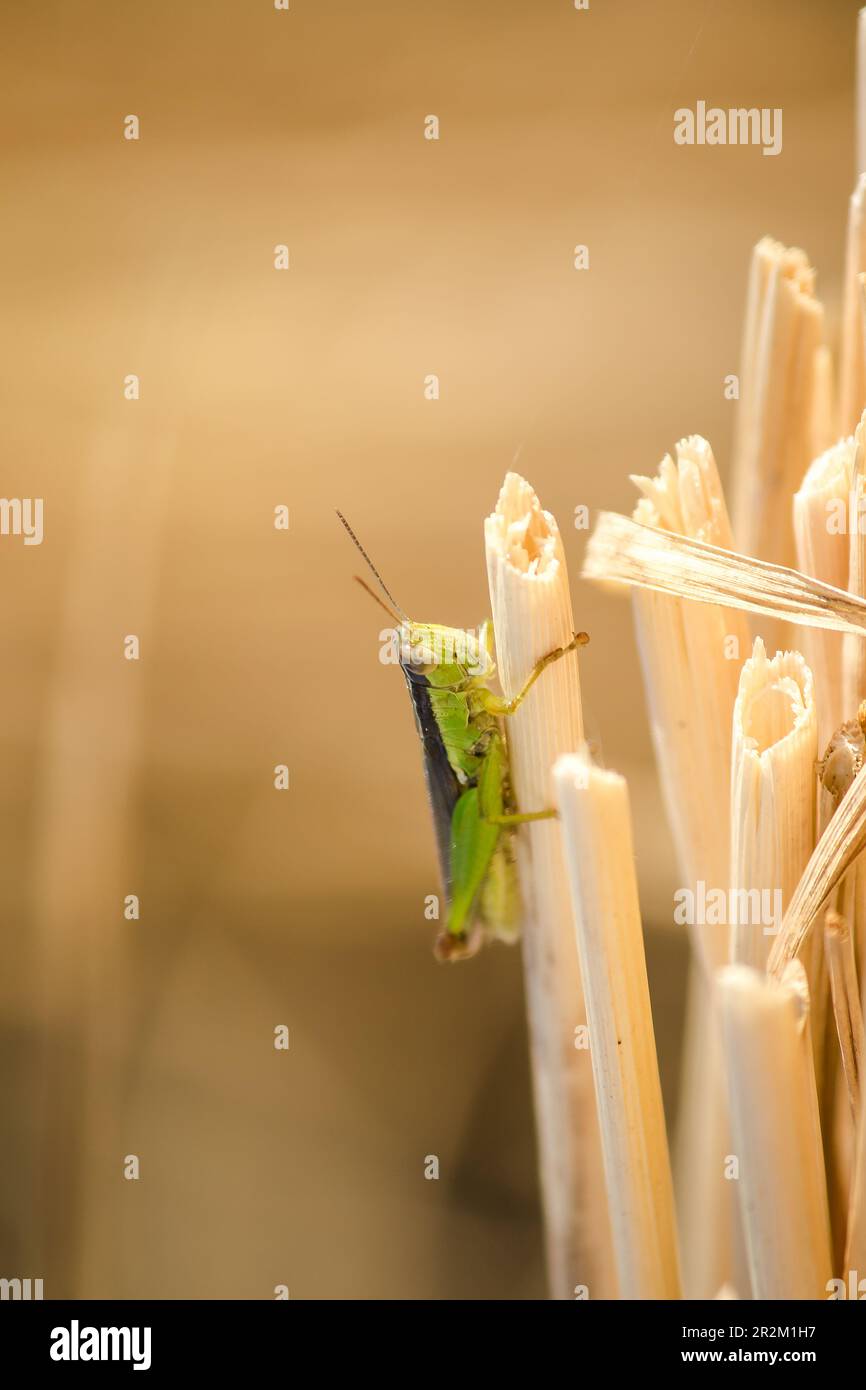 Kleine Heuschrecken auf der Reispflanze in der Natur Stockfoto