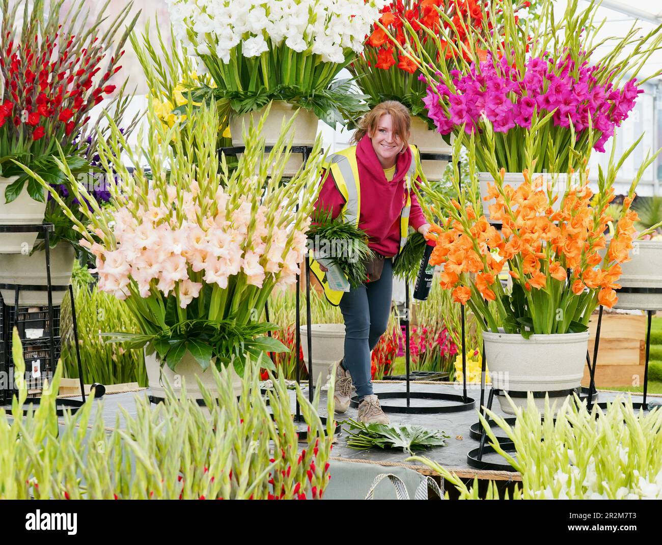 Die Vorbereitungen für Gladiolen beginnen auf der Pheasant Acre Plants Ausstellung im Großen Pavillon der RHS Chelsea Flower Show im Royal Hospital Chelsea in London. Foto: Samstag, 20. Mai 2023. Stockfoto