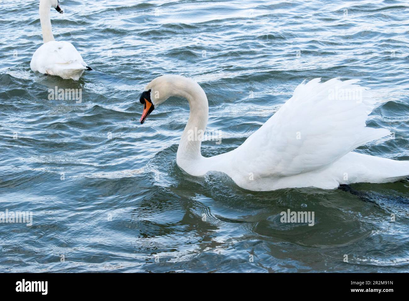 wien, österreich - 04. april 2023: Stumme Schwäne wandern in der donau Stockfoto