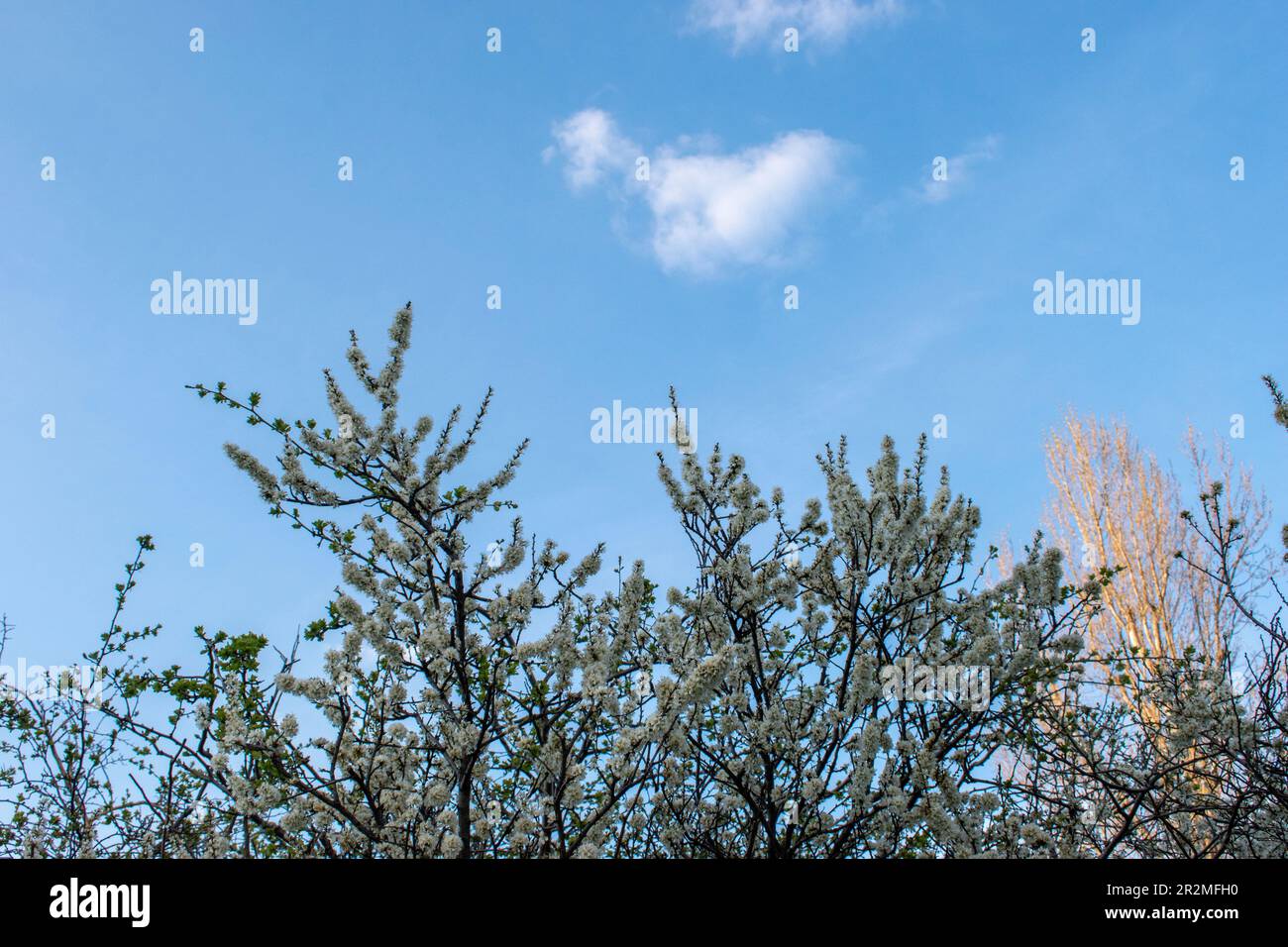 Frühling, Blüte, Blütezeit, Erwachen, Blüte, Blüte, Baum, Kriecher, schleichende Pflaume, schleichend, Zweig, Zweige, Blüte, blauer Himmel Stockfoto