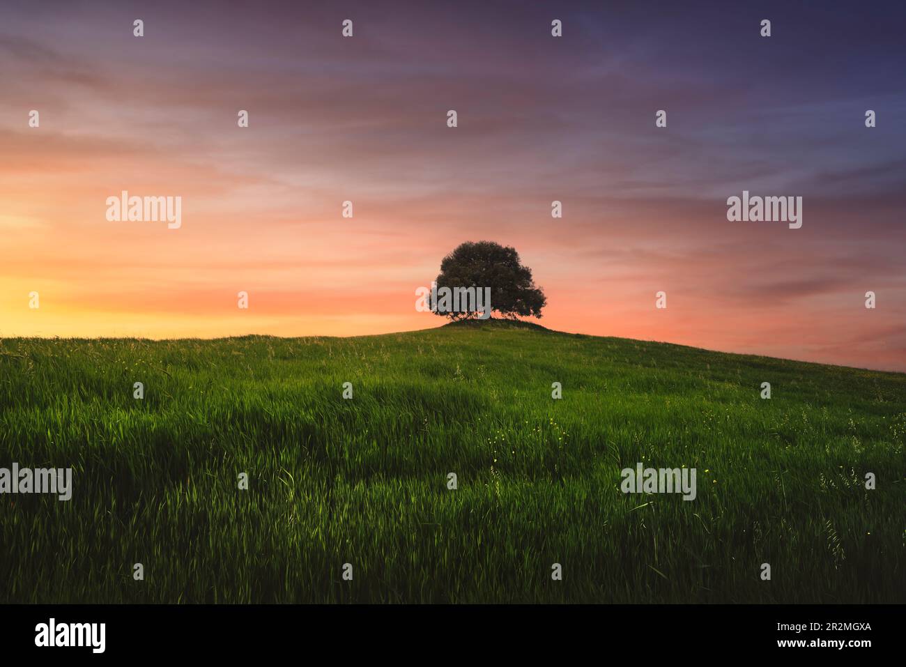 Holm Eiche auf dem Hügel bei Sonnenuntergang im Frühling. Pieve a Salti, Buonconvento, Provinz Siena, Toskana Stockfoto