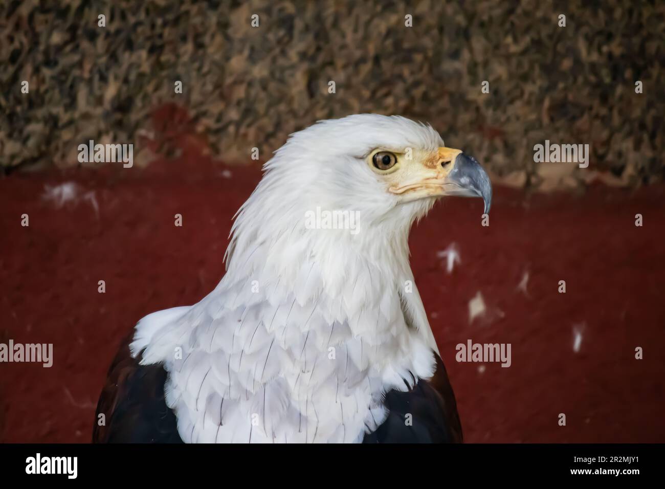 Der Weißkopfseeadler (lateinisch: Haliaeetus leucocephalus) ist ein Raubvogel, der in Nordamerika und südafrikanischen Ländern zu finden ist und in Simbabwe aufgenommen wurde Stockfoto