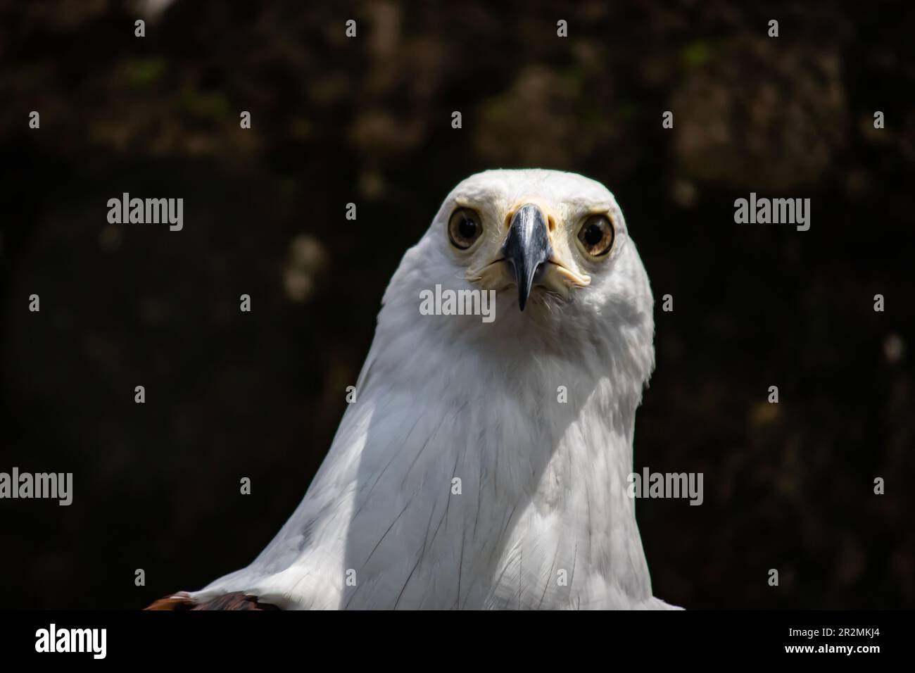 Der afrikanische Fischadler, auf Lateinisch:Haliaeetus vocifer, der zwischen der Jagd oder dem afrikanischen Seeadler Pause hat, ist der Nationalvogel von Malawi, Namibia, ZIM Stockfoto