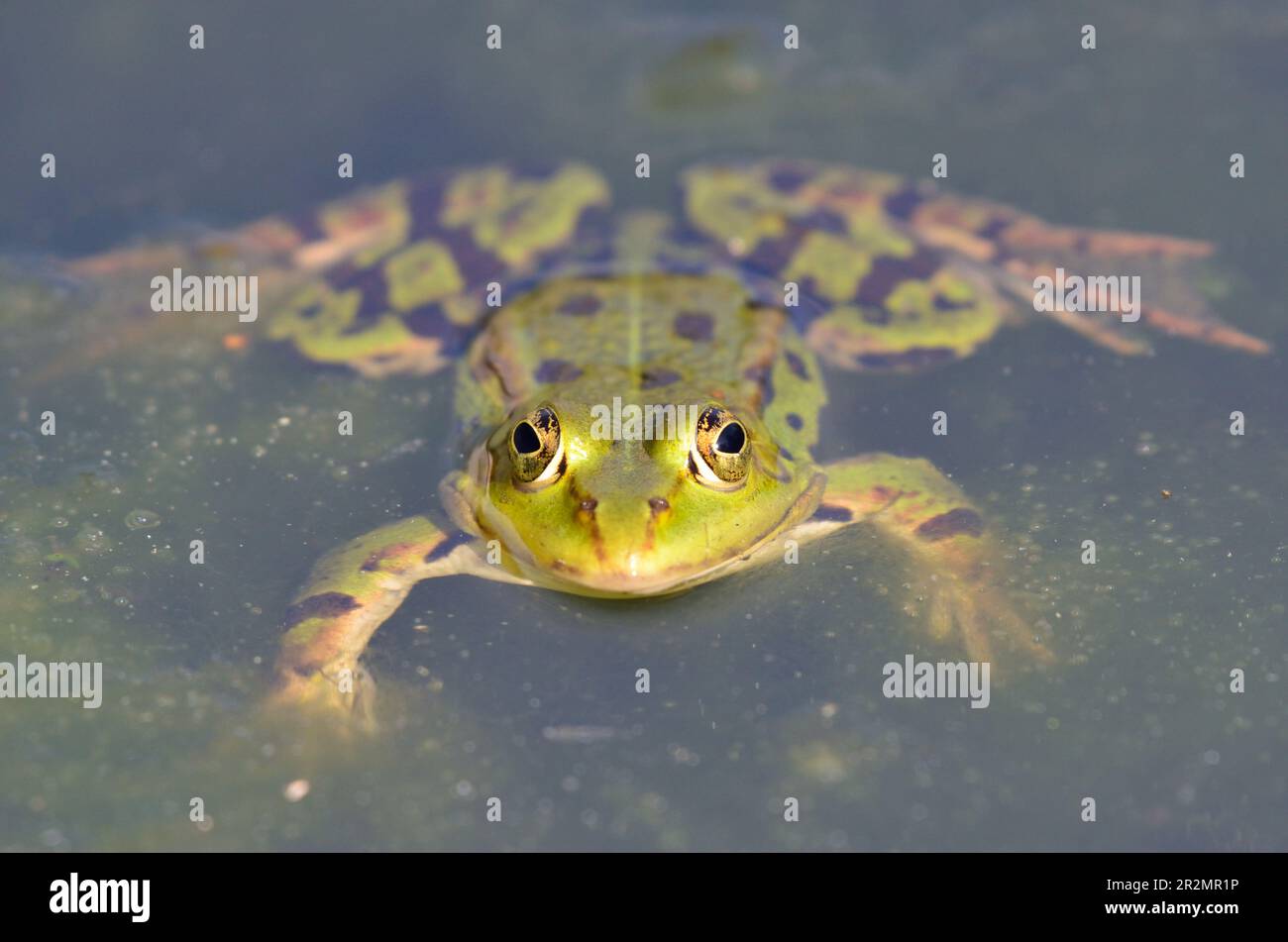 Porträt eines essbaren Frosches im botanischen Garten in Kassel Stockfoto