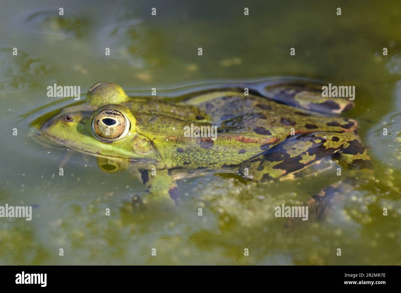 Porträt eines essbaren Frosches im botanischen Garten in Kassel Stockfoto