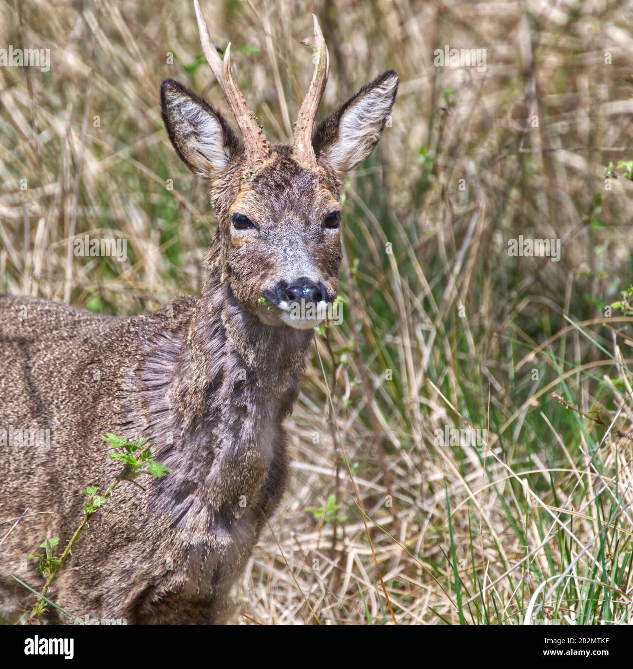 Reh Stockfoto