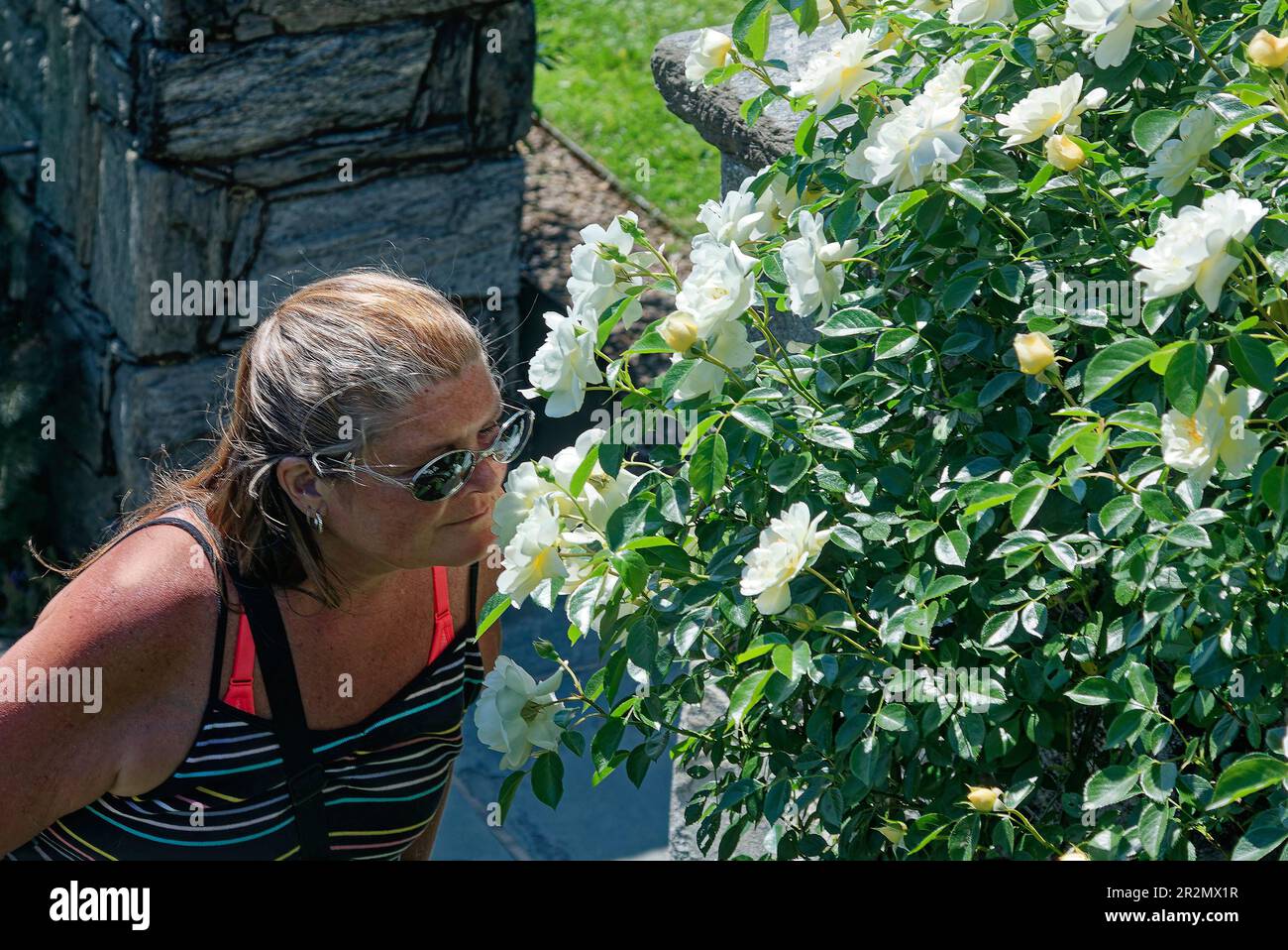 Eine Frau, die den weißen Rosenbusch sieht, Blumen riecht, Schönheit schätzt, mittelalt, draußen, Sonniger Tag, Sonnenbrille, MR. Pennsylvania, Frühling Stockfoto