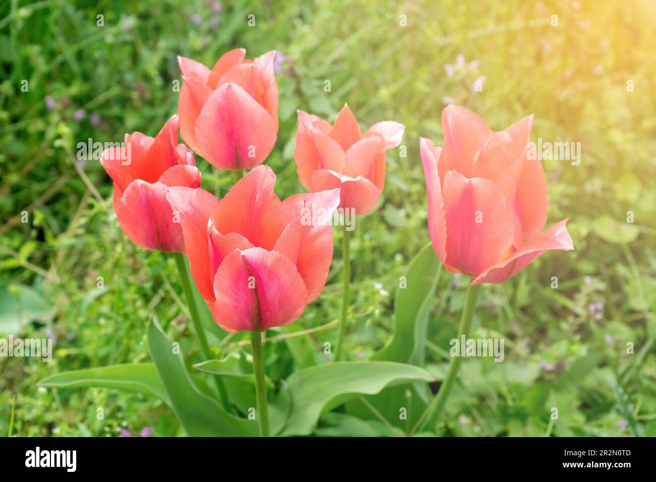 Rosafarbene Tulpenblüten mit grünen Blättern, die auf einer Wiese, im Park und an sonnigen Tagen im Freien blühen. Welttag Der Tulpen. Tulpenfeld, Natur, Frühling, Blumenrücken Stockfoto