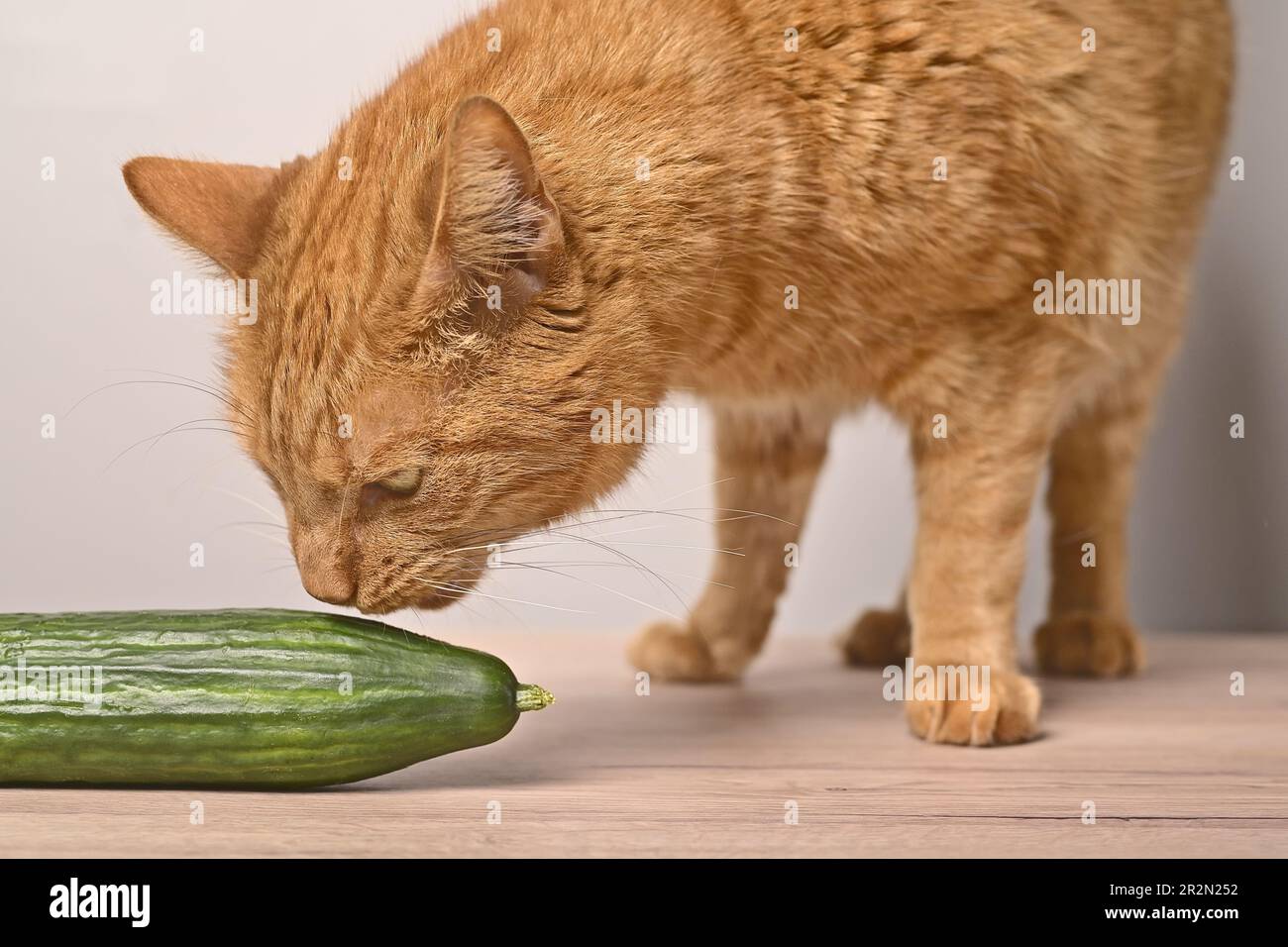 Nahaufnahme einer lustigen roten Katze schnüffelt an einer Gurke. Stockfoto