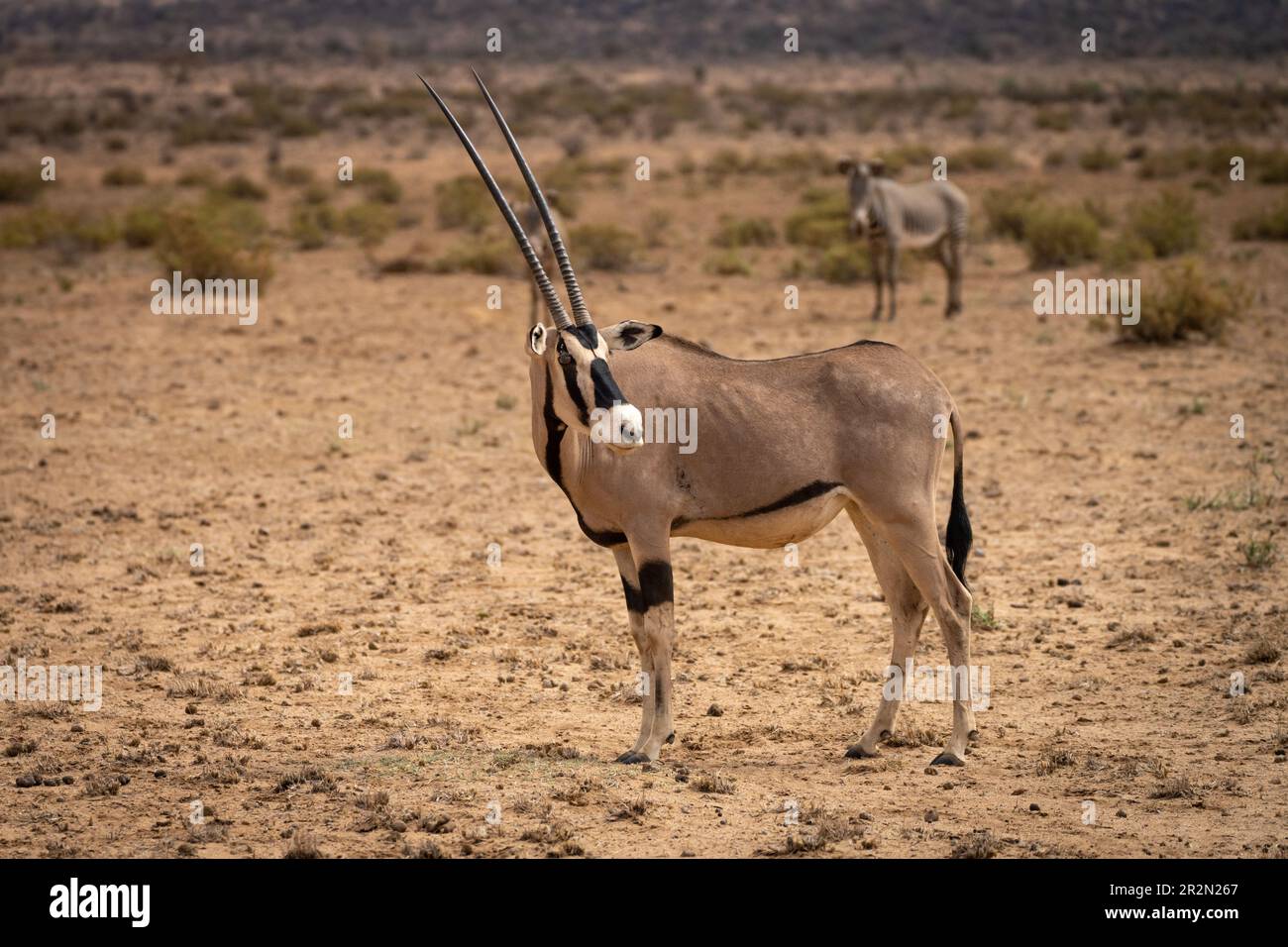 Oryx steht in der Wüste im Samburu National Reserve, Kenia, Ostafrika Stockfoto