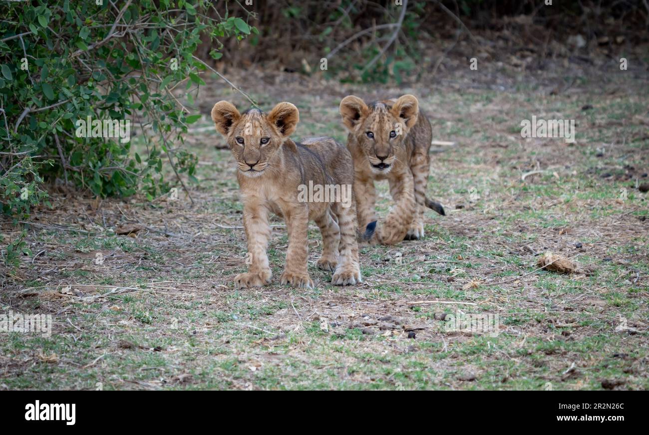 Zwei Löwenjungen schauen in die Kamera im Samburu National Reserve, Kenia Ostafrika Stockfoto