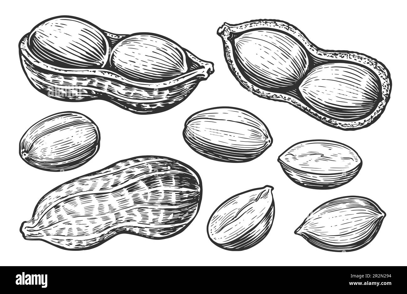 Erdnuss-Skizzensatz. Essensnüsse isoliert. Handgezeichnete Illustration Stockfoto