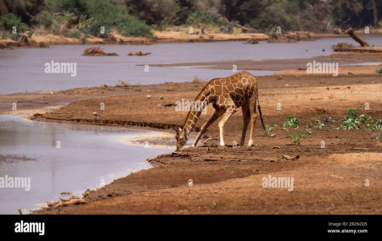 Giraffen trinken aus dem Ewaso Ng'iro River, Samburu National Reserve, Kenia, Ostafrika Stockfoto