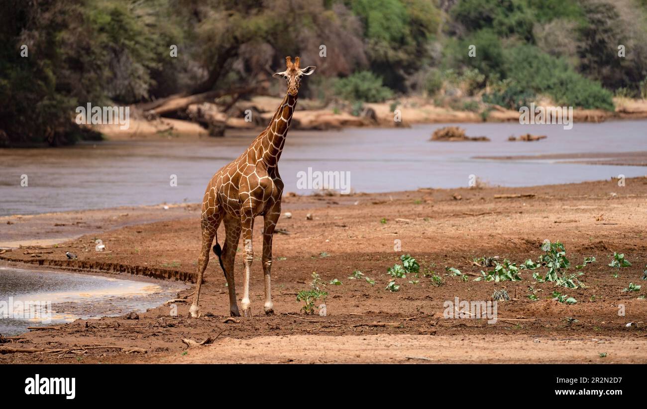 Giraffenspaziergang in der Nähe des Flusses Ewaso Ng'iro im Samburu National Reserve, Kenia, Ostafrika Stockfoto
