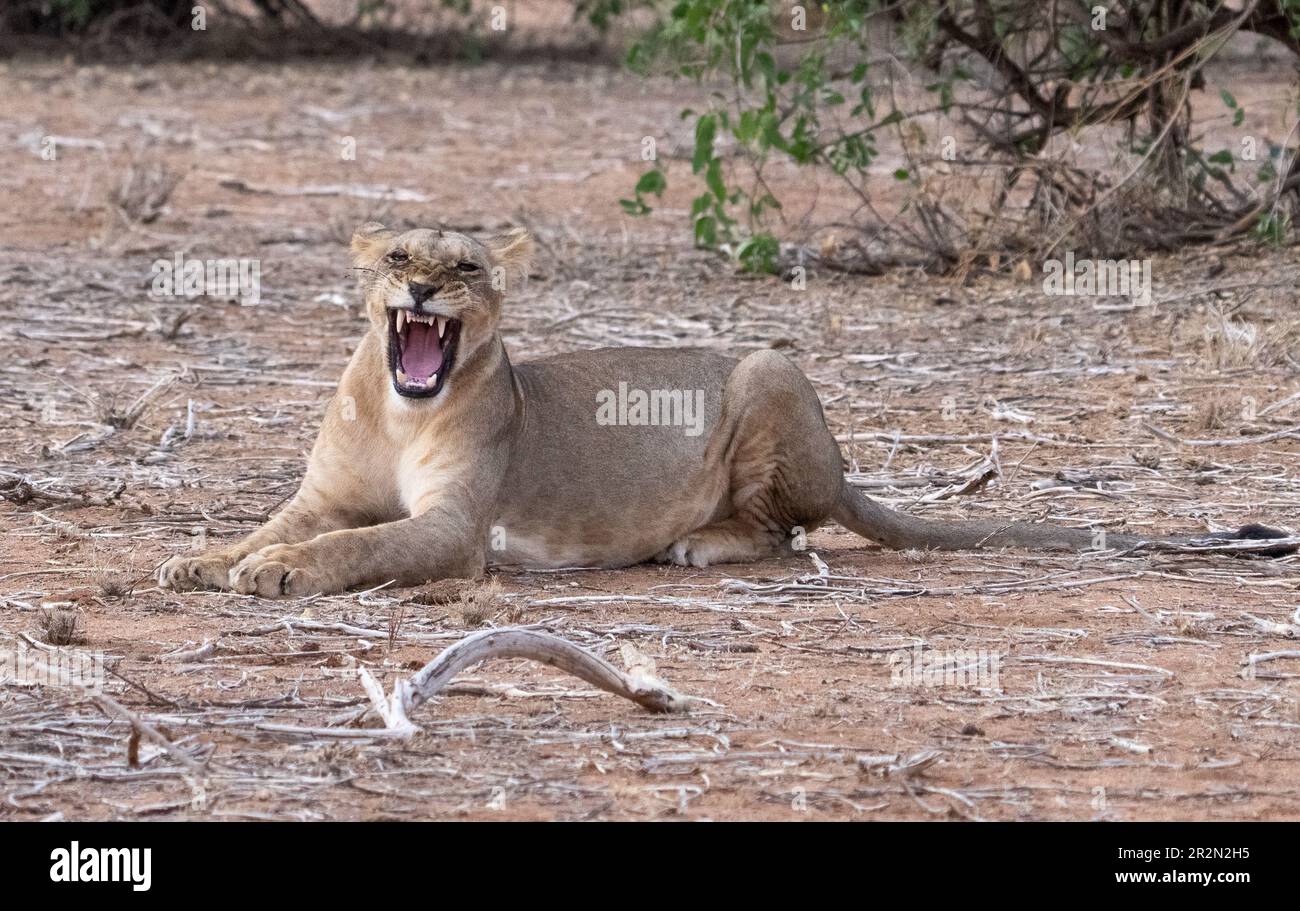 Junge Löwin knurrt im Busch im Samburu National Reserve, Kenia, Ostafrika Stockfoto