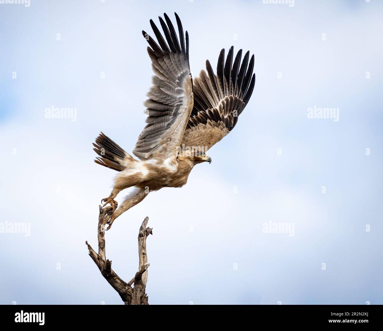 Tawny Eagle verlässt den Steg mit ausgestreckten Flügeln, Samburu National Reserve, Kenia, Ostafrika Stockfoto