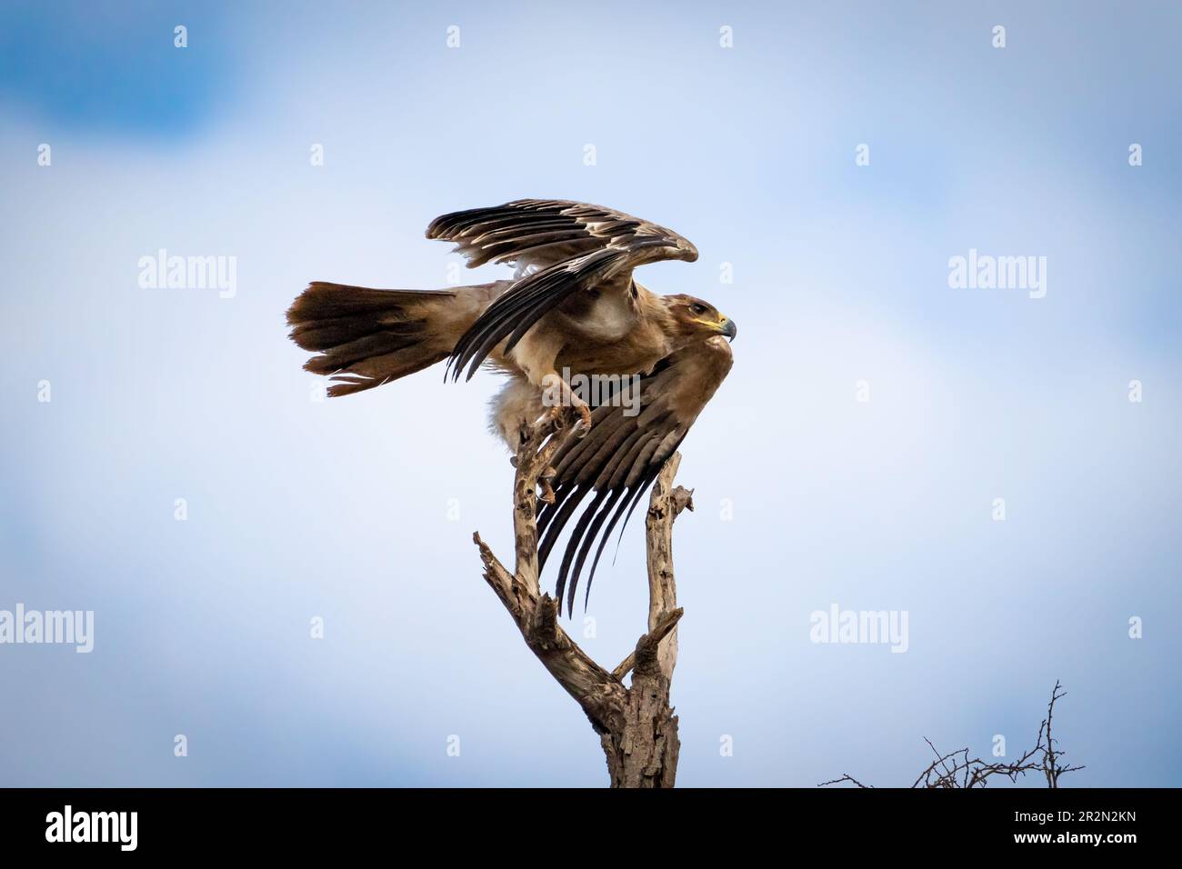 Tawny Eagle verlässt seinen Sitz, Samburu National Reserve, Kenia, Ostafrika Stockfoto