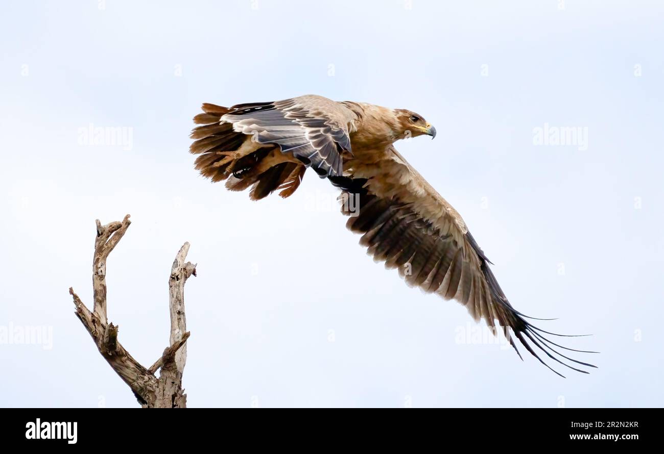 Tawny Eagle verlässt den Steg, Samburu National Reserve, Kenia Ostafrika Stockfoto