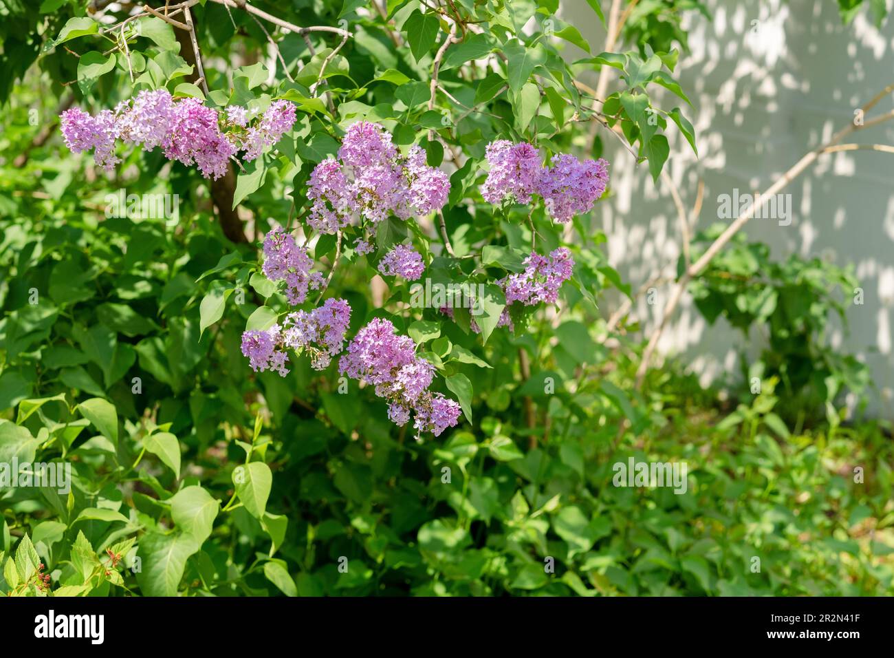 Fliederbusch mit lila Blüten im Sommer Stockfoto