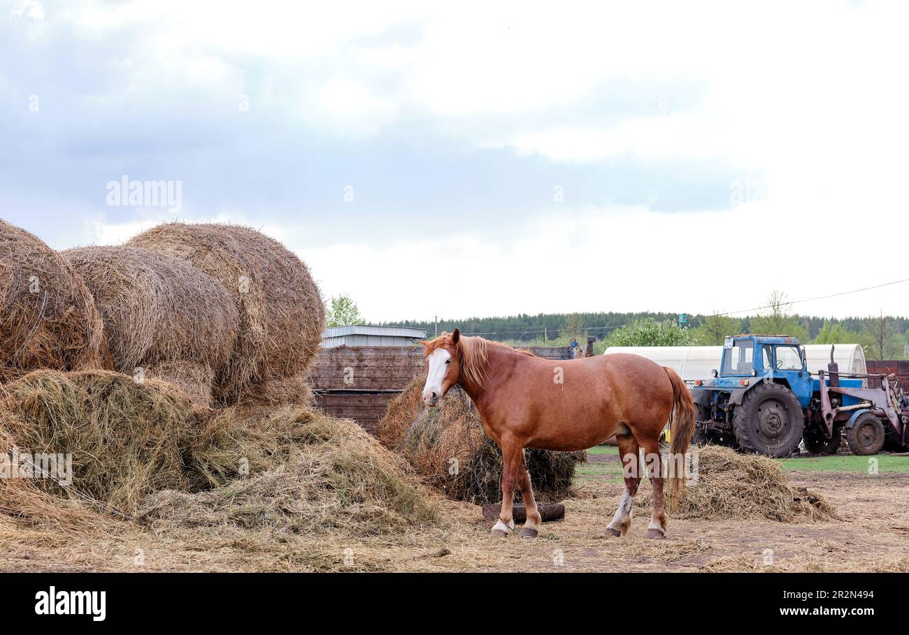 Ein wunderschönes rustikales rotes Pferd isst Heu auf dem Hinterhof eines Traktors Stockfoto