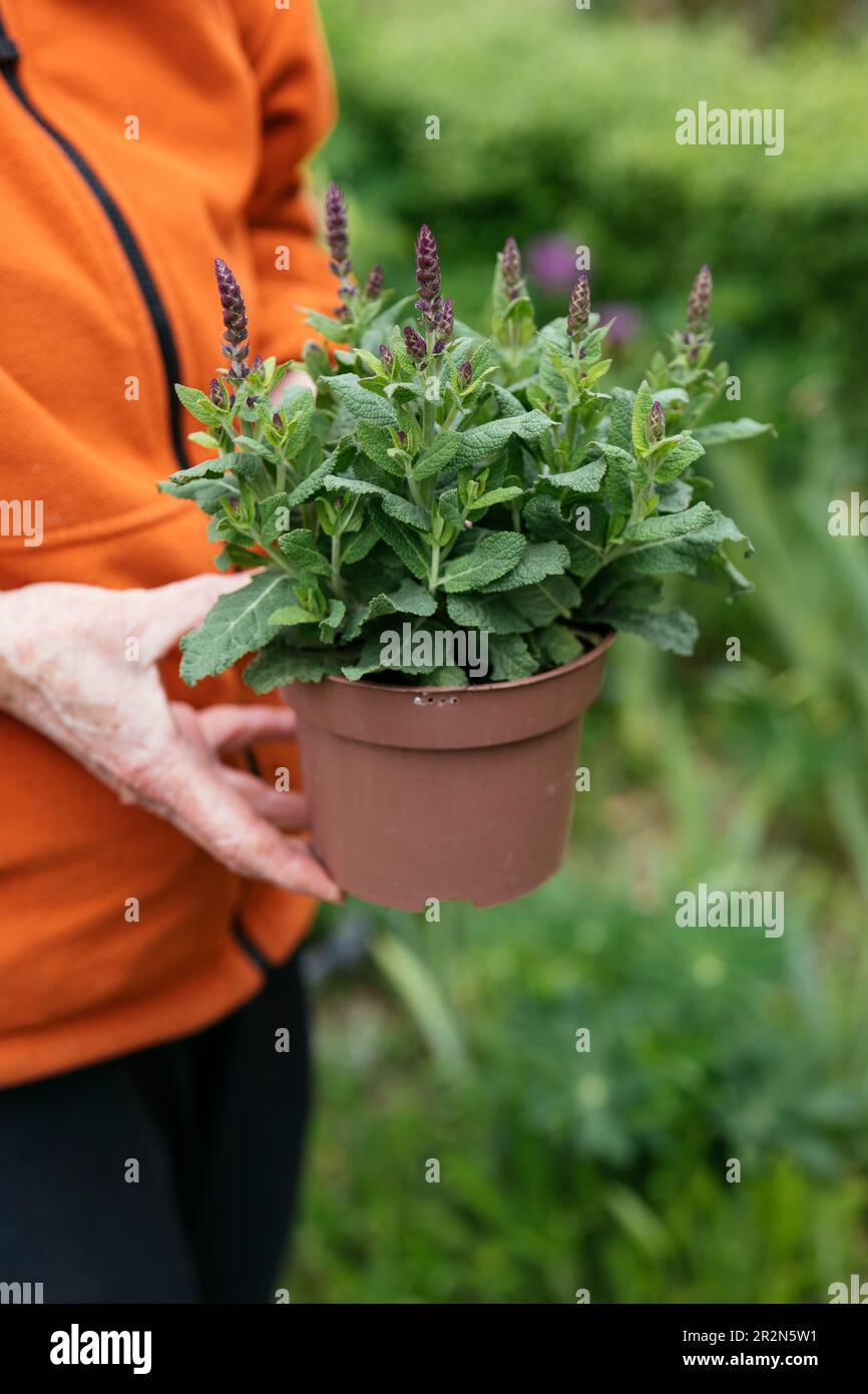 Gärtner, der eine Salvia-Superba-Pflanze in einem Topf hält Stockfoto