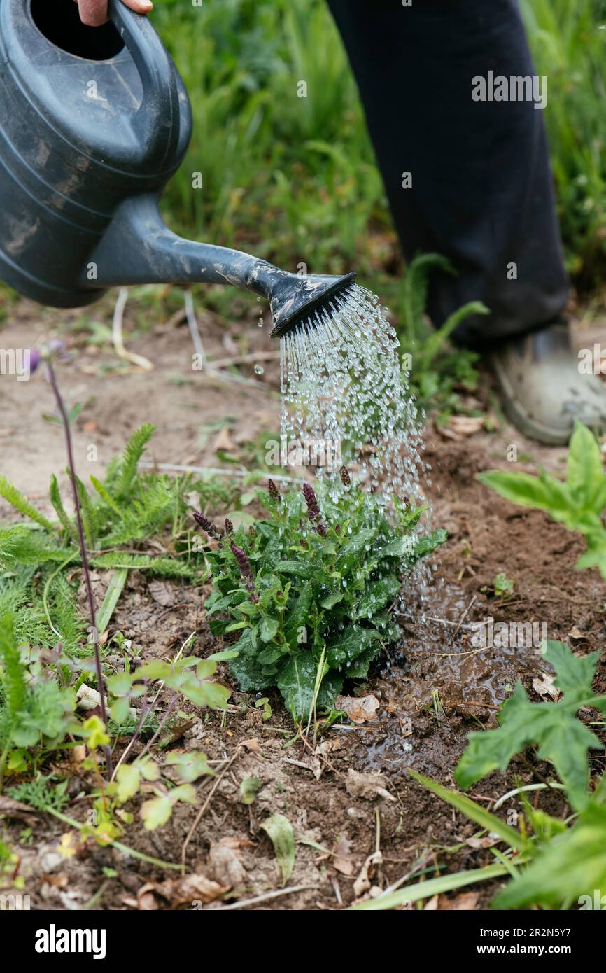 Gärtner, der eine Salvia-Superba-Pflanze bewässert. Stockfoto