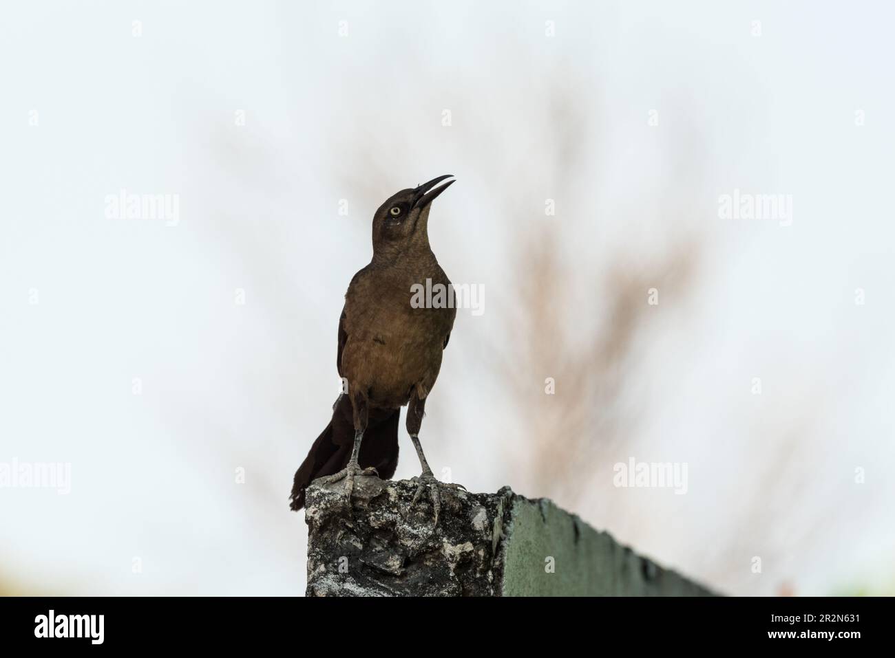 Stehende Großschwanzkrabbel (Quiscalus mexicanus) in Panama Stockfoto