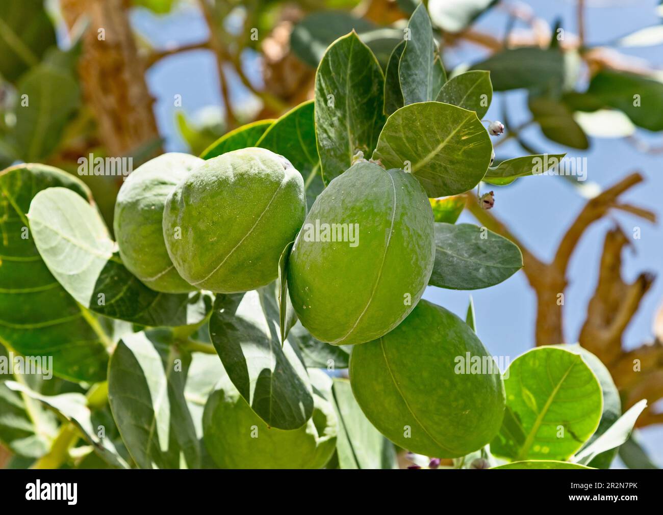 Frchte von Calotropis procera (Sodom-Apfel) Baum auch bekannt als Apfel  von Sodom, Knigskrone, Gummibsch, Gummibaum in Israel in der Nhe des  Toten Meeres Stockfotografie - Alamy