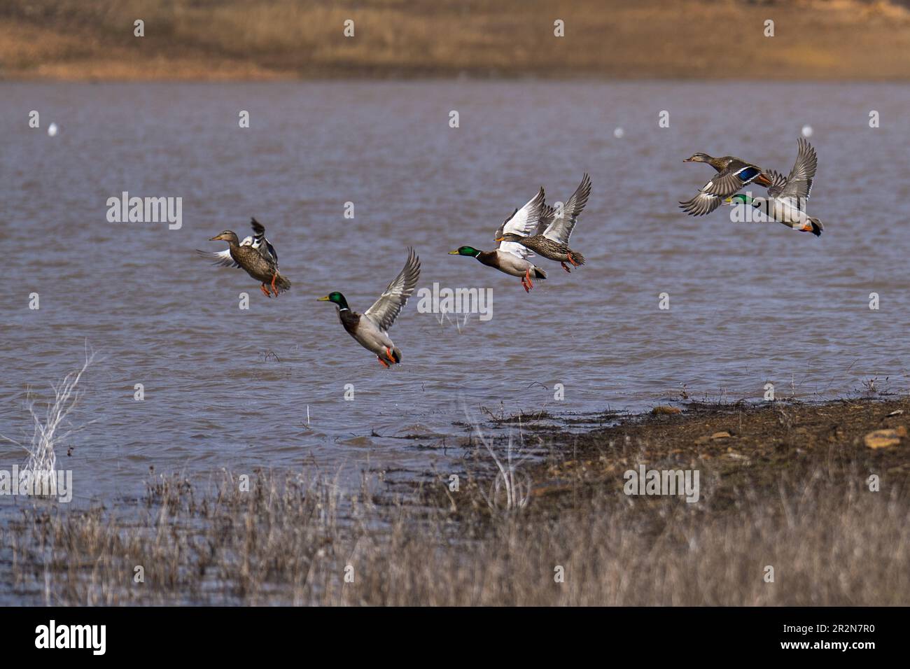 Stockenten fliegen im Flug. Ashland, Oregon Stockfoto